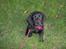 Blanding af racer Daisy - Daisy 8 uger gammel