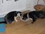 Blanding af racer Daisy - Daisy og vores kat Bastian snupper lige et måltid sammen...