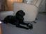 Labrador retriever ( Formel 1)   Bølle - træsko ???? hvilken træsko ????