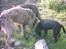 Labrador retriever ( Formel 1)   Bølle - Schubert , Andrea  ( Irske Ulve hunde ) og Bølle finder godbidder