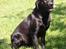 Labrador retriever Duncan - Jeg vil nu helst sidde op af noget...;)
