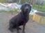 Labrador retriever Duncan - Duncan, en af de første dage i sin nye familie...
