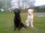 Labrador retriever Duncan