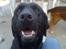 Labrador retriever Duncan