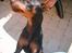 Dvaergpinscher Wiggo - Må jeg ikke engang komme op, hmm fornærmet.
