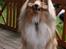 Collie langhåret Gimli