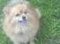 Pomeranian R.I.P Batman - der har vi lige vært ved og lage med sokken .. 