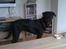 Rottweiler Bailey * R.I.P *