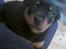 Rottweiler Bailey * R.I.P * - bailey som hvalp..