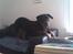Rottweiler Bailey * R.I.P *