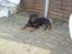 Rottweiler Bailey * R.I.P *
