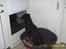Rottweiler Bailey * R.I.P *