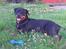Rottweiler Bailey * R.I.P *