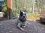 Australsk cattledog Pargus - Afslapning