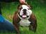 Engelsk bulldog Arne - Show time