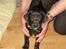 Labrador retriever Micky - 8 uger + 1 dag og lige ankommet til mit nye hjem