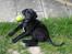 Labrador retriever Micky - jeg elsker at være ude i haven