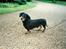 Gravhund Bølle  R.I.P. - 10 år