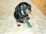 Gravhund Bølle  R.I.P. - se min pote