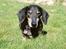 Gravhund Bølle  R.I.P. - varme og sol, dejligt ( 14 år) 