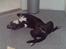 Blanding af racer Morpheus  +R.I.P+