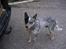 Australsk cattledog Pargus - Vi tager bolden med hjem.