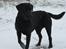 Labrador retriever Tjalfe