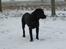 Labrador retriever Tjalfe - Det her er bare for fedt! 