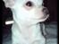 Chihuahua Bailey