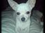 Chihuahua Bailey