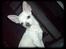 Chihuahua Bailey