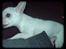 Chihuahua Bailey