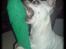 Chihuahua Bailey