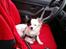Blanding af racer Minie