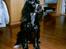 Cocker spaniel Bonnie (død 4 maj 2008) 