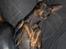 Engelsk toy terrier Fifi Gong Gong    - Ligger og smiler lidt til min "farmand" 