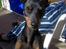 Engelsk toy terrier Fifi Gong Gong    - Hallo derinde 