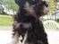 Dvaergschnauzer *Hr. Albert* - Ja det er mig der er Albert, ser jeg ikke dejlig fræk ud ? :)