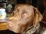 Labrador retriever Boxi - Sikke en flottenherimer :-)
