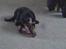 Blanding af racer nala