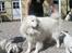 Blanding af racer Indy - Min far. (Benji - Samojedhund)