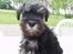 Dvaergschnauzer *Hr. Albert* - jeg er SÅÅÅÅÅÅ fræk kan i tro......