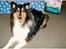 Collie langhåret Simba - sov sødt min skat! - Fotograferet af Royal Canin