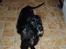 Cocker spaniel Tjego R.I.P - Se hvor tynd han var tilsidst...