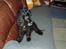 Cocker spaniel Tjego R.I.P - Det bedste sted i verden...Sofaen...