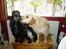 Cocker spaniel Tjego R.I.P - Her sammen med Mille...