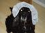Cocker spaniel Tjego R.I.P - Typisk min mor at klæde mig ud..