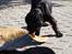 Cocker spaniel Tjego R.I.P - Her igang med at spise vandmelon...