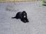 Cocker spaniel Tjego R.I.P - Folt doggy...