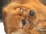 Cavalier king charles spaniel Donna
